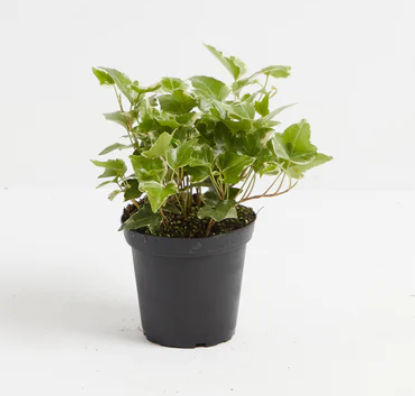 Ivy