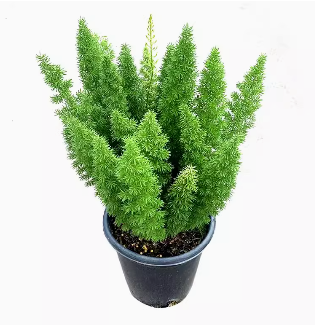 Tiger-tailed Asparagus