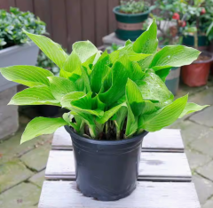 Hosta plantaginea