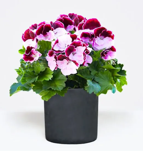 Geranium