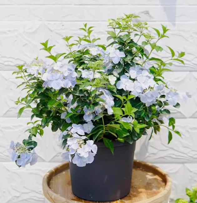 Hydrangea macrophylla