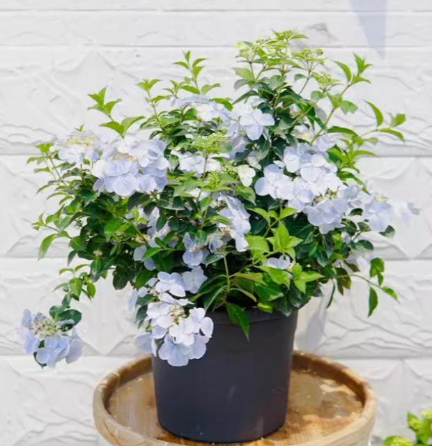 Hydrangea macrophylla