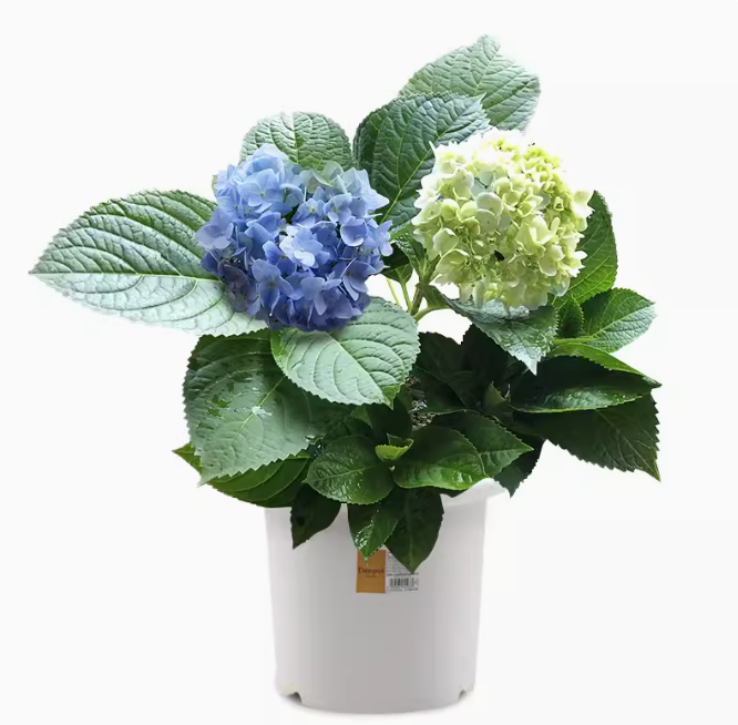 Hydrangea macrophylla