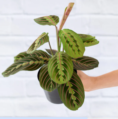 Maranta leuconeura 'Fascinator'