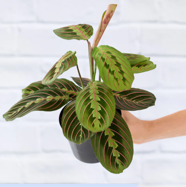 Maranta leuconeura 'Fascinator'