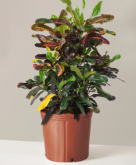 Changeleaf Wood