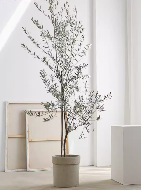 Olive Tree