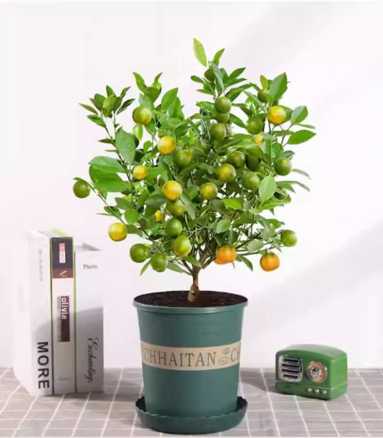 Citrus Tree