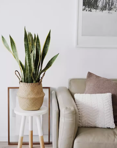 Sansevieria