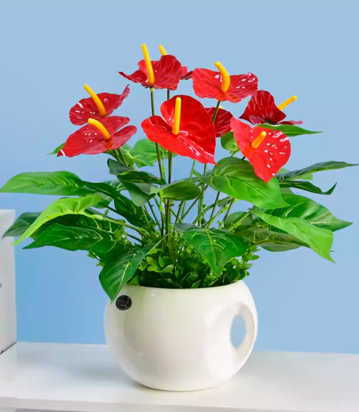 Anthurium