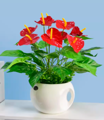 Anthurium