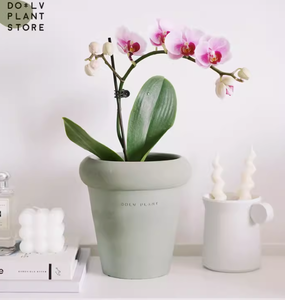 Phalaenopsis