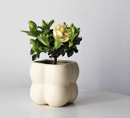 Gardenia