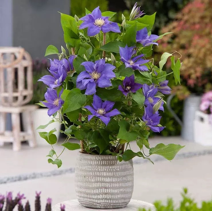 Geranium