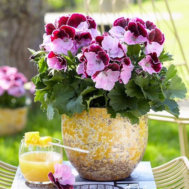 Geranium