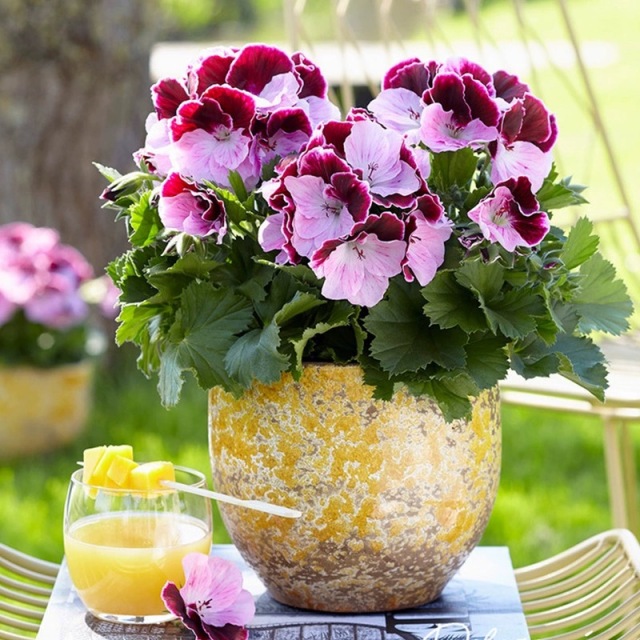 Geranium