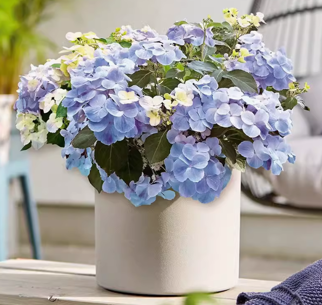 Hydrangea macrophylla