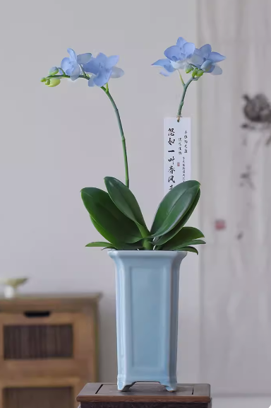 Phalaenopsis
