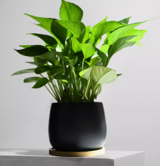 Pothos