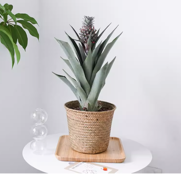 Pineapple Potted Plant