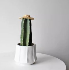 Cactaceae single Cuddly Cactus