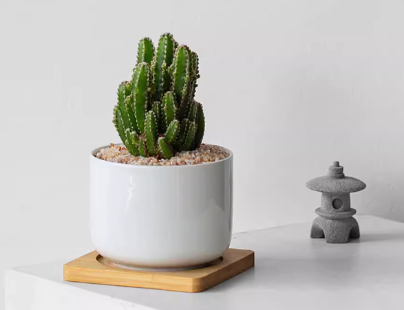 Cactaceae single Cuddly Cactus