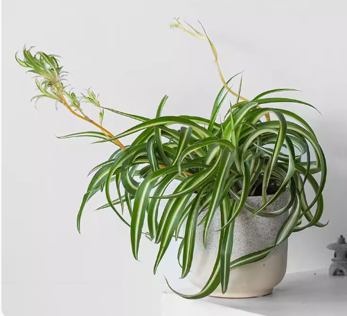 Phnom Penh Chlorophytum