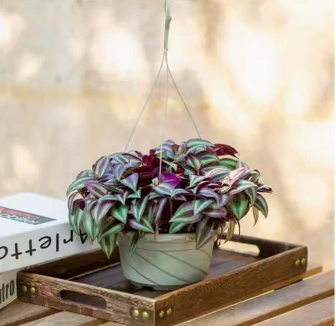 Tradescantia 'Nanouk'