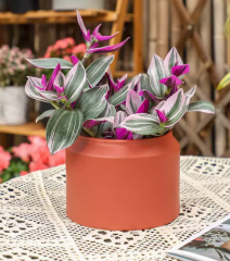 Tradescantia 'Nanouk'