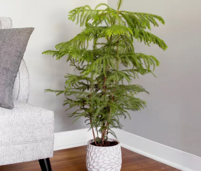Araucaria