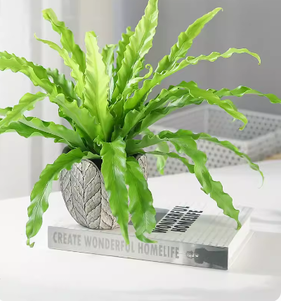 Bird's Nest Fern