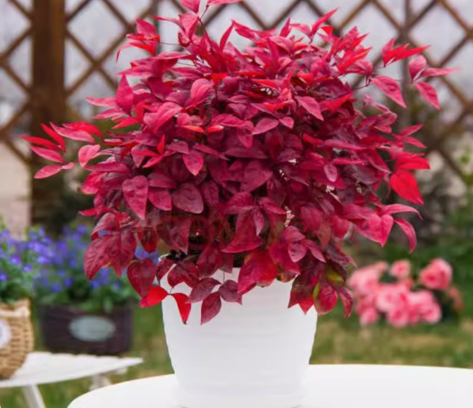 Nandina