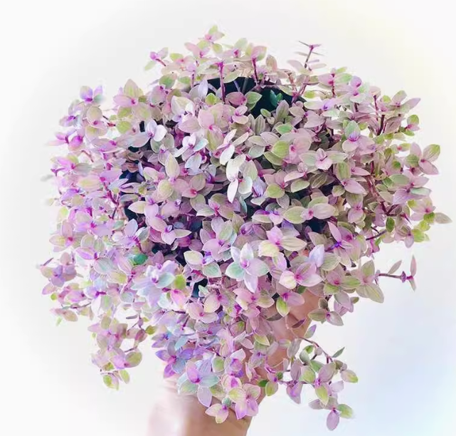 PINK LADY ‘CALLISIA REPENS’