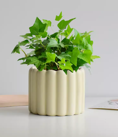 Ivy