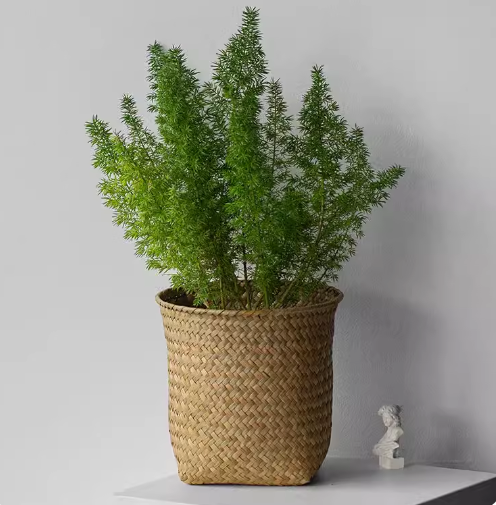Tiger-tailed Asparagus