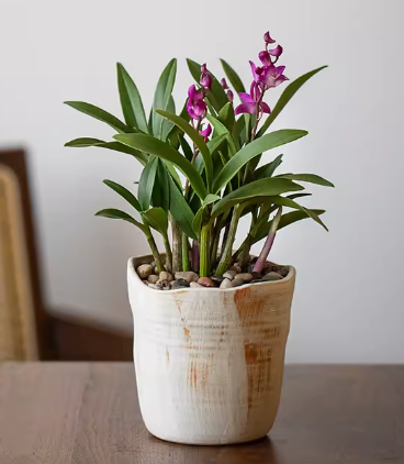 Den. kingianum