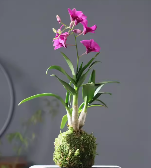Den. kingianum