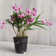 Den. kingianum