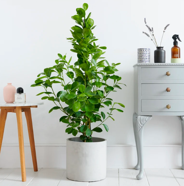 Ficus microcarpa