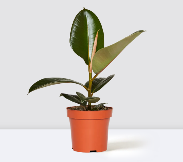 Ficus elastica (Black Burgundy）