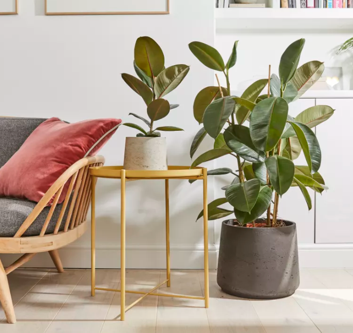 Ficus elastica (Black Burgundy）