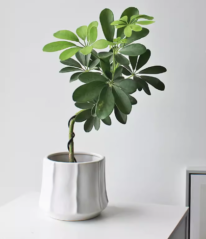 Schefflera heptaphylla