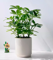 Schefflera heptaphylla