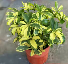 Schefflera heptaphylla