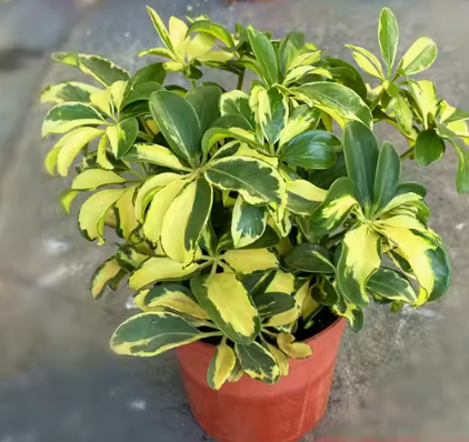 Schefflera heptaphylla