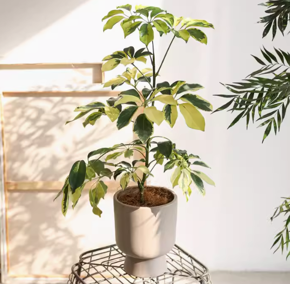 Schefflera heptaphylla