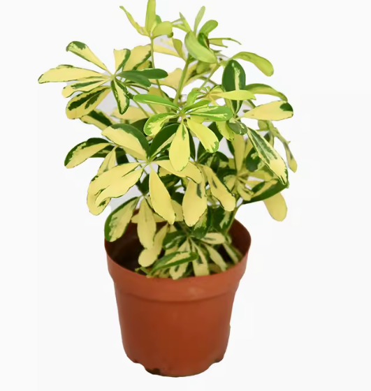 Schefflera heptaphylla