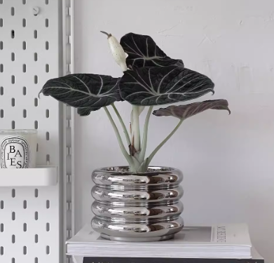 Black Velvet Alocasia