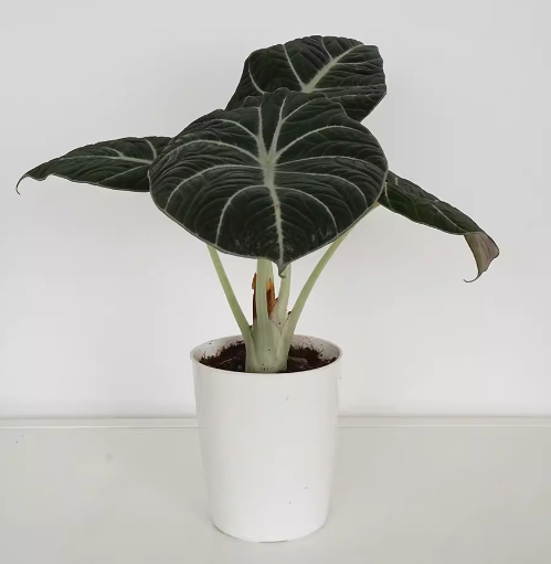Black Velvet Alocasia