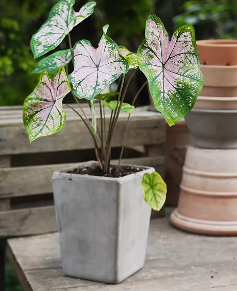Coleus
